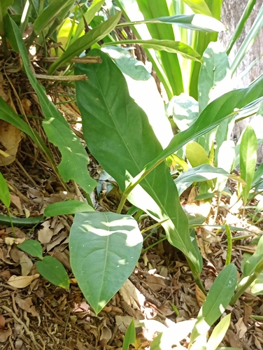 Anthurium solitarium