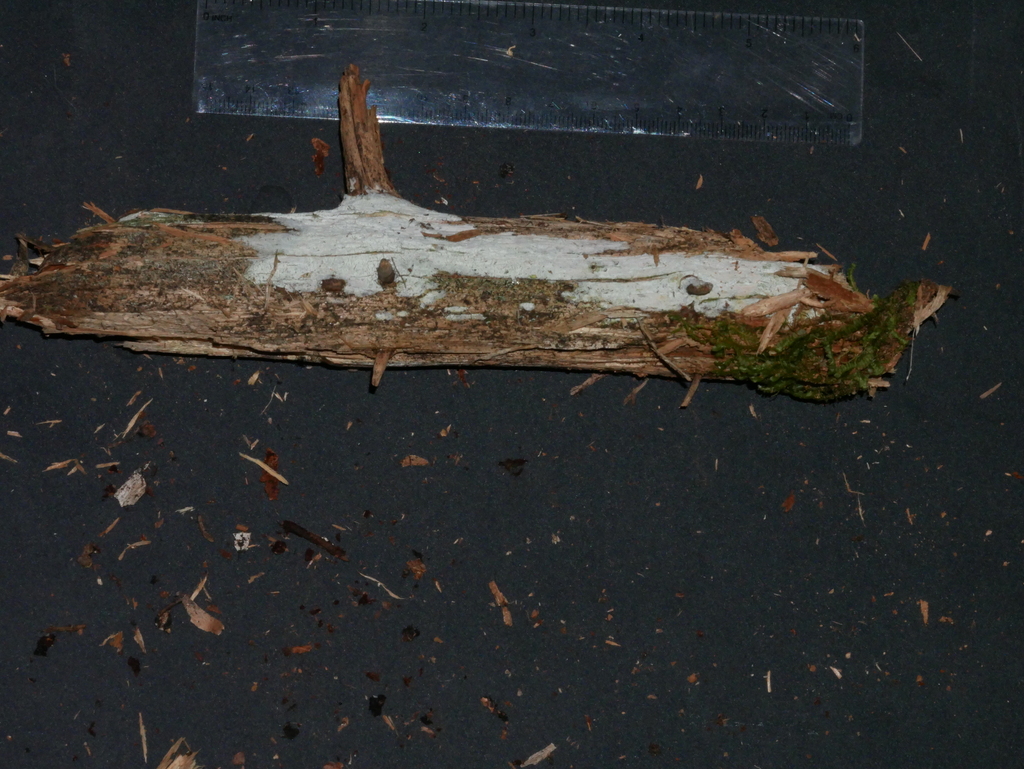 Cabalodontia cretacea