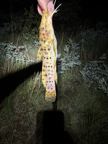 Zambezi grunter (Parauchenoglanis ngamensis) — Claroteidae