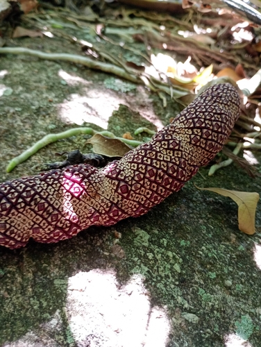 Anthurium solitarium, photograph 1
