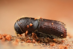 Orthotomicus laricis