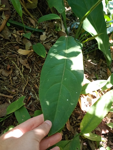 Anthurium solitarium, photograph 2
