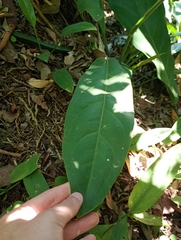 Lucas Rodrigues, CC0, iNaturalist via GBIF Anthurium solitarium, photograph Lucas Rodrigues, CC0, iNaturalist via GBIF