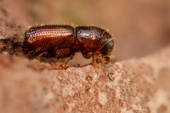 Orthotomicus laricis