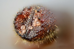 Orthotomicus laricis