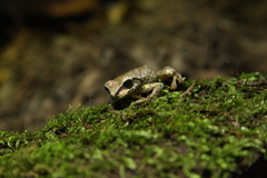 Sarcohyla hapsa