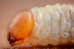 Dendroctonus micans