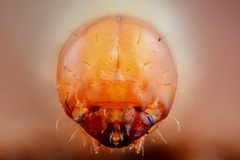 Dendroctonus micans