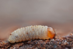 Dendroctonus micans