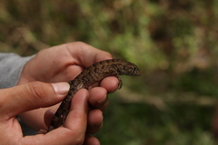 Sceloporus utiformis