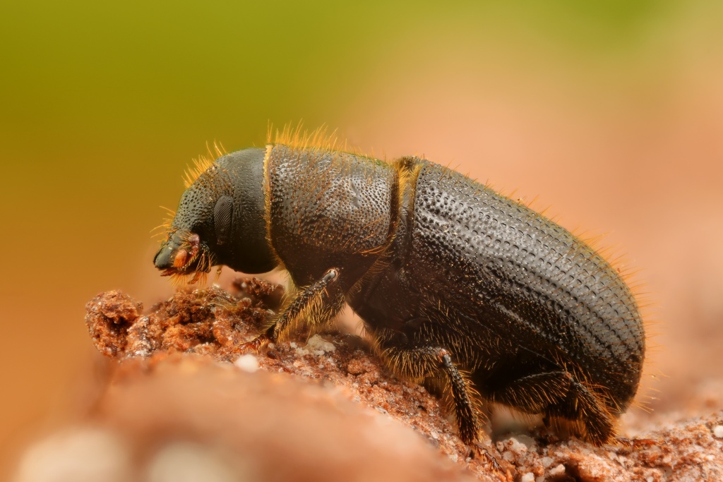 Great Spruce Bark Beetle