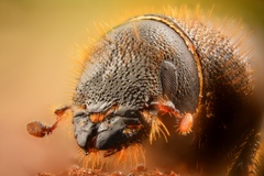 Dendroctonus micans