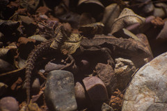 Stenocercus roseiventris