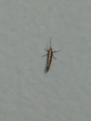 Plutella