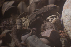 Stenocercus roseiventris