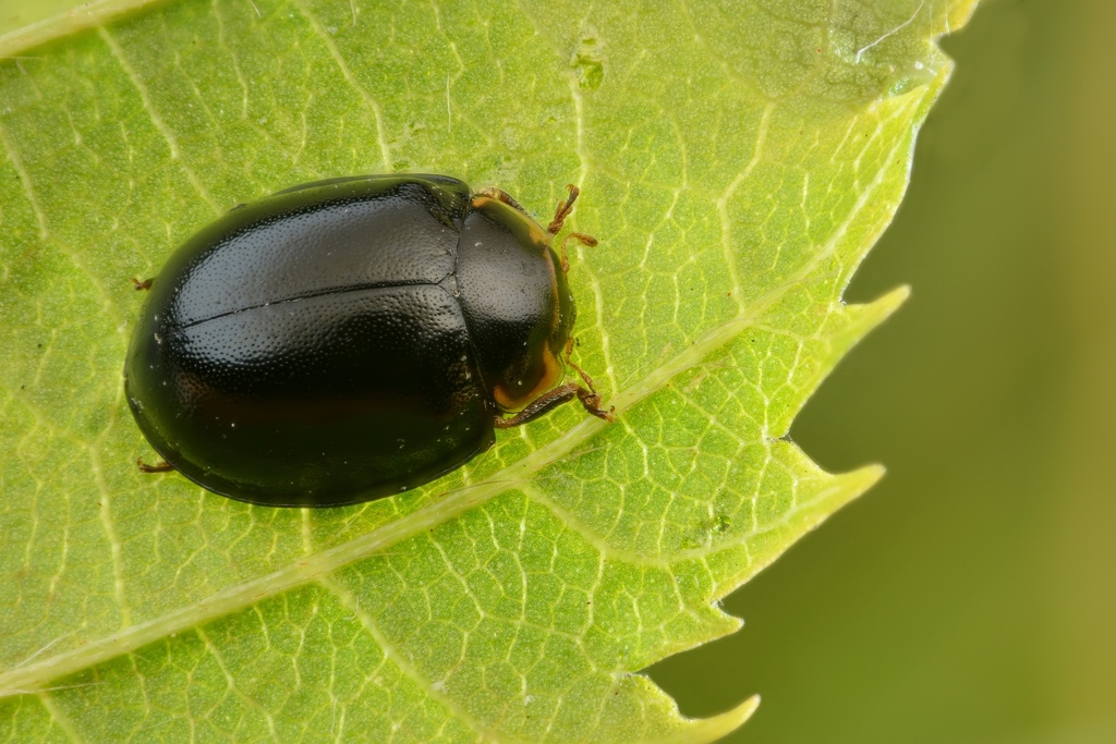 Oenopia impustulata