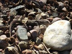 Stenocercus roseiventris