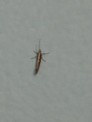 Plutella