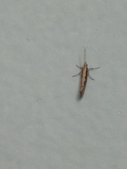 Plutella