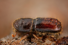 Pityogenes chalcographus