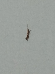 Plutella