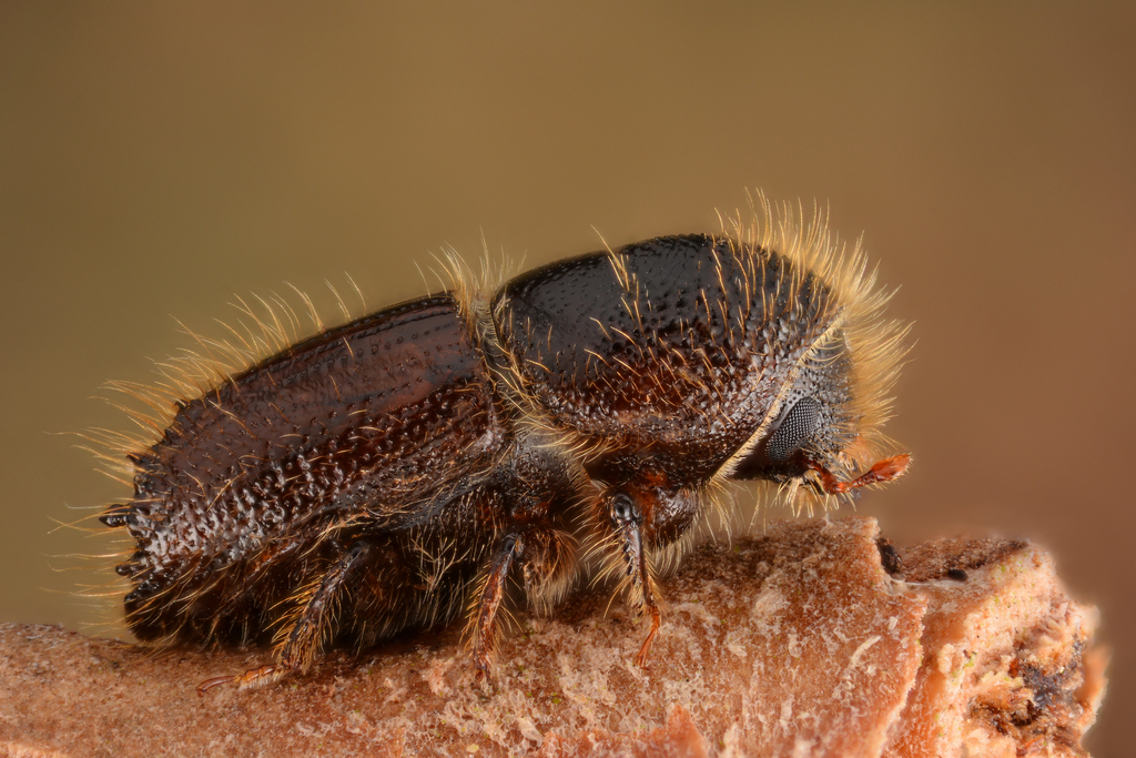 Engraver Beetles
