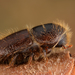 European Spruce Bark Beetle - Photo (c) Gilles San Martin, some rights reserved (CC BY-SA), uploaded by Gilles San Martin
