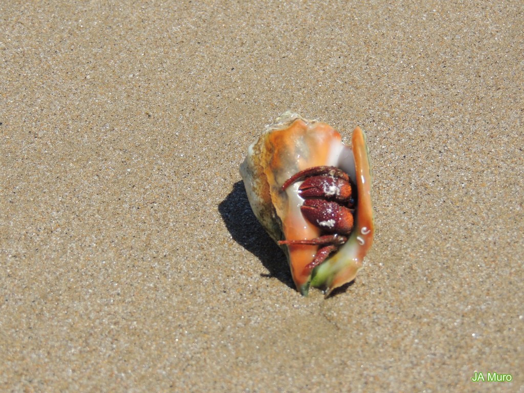 Paguristes sanguinimanus
