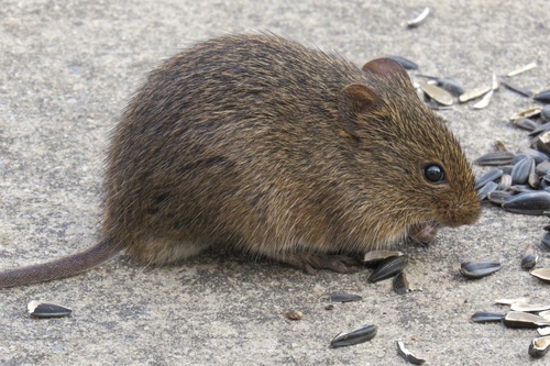Hispid Cotton Rat