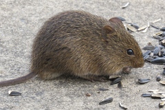 Hispid Cotton Rat photo 4