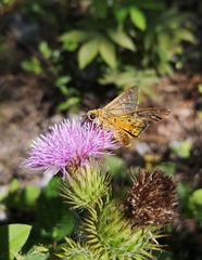 Apyrrothrix araxes arizonae