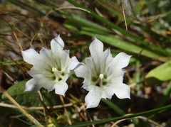 Gentiana newberryi tiogana