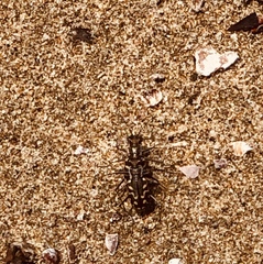 Cicindela carthagena