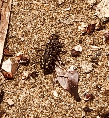 Cicindela carthagena