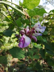 Canavalia septentrionalis