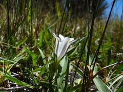 Gentiana newberryi tiogana