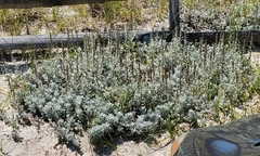 Artemisia stelleriana