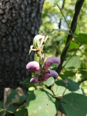 Canavalia septentrionalis