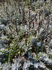Artemisia stelleriana