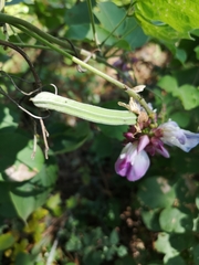 Canavalia septentrionalis