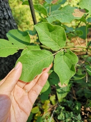 Canavalia septentrionalis