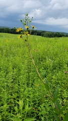 Silphium asteriscus trifoliatum