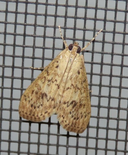 Bougainvillea Caterpillar Moth photo 3