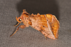 Pseudeva purpurigera