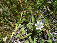 Gentiana newberryi tiogana