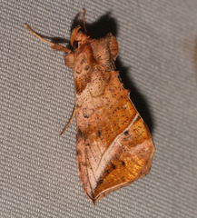 Pseudeva purpurigera