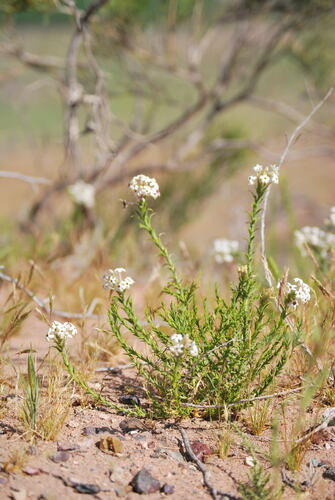 Arjona tuberosa (Arjona tuberosa)