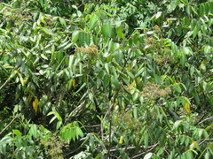 Decazyx macrophyllus