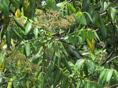 Decazyx macrophyllus