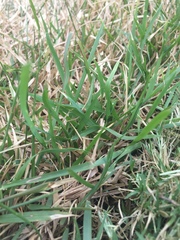 Zoysia